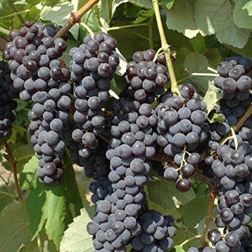 acquaverde Pianta Barbatella Di Uva Fragola Nera Innestata 40 Cm Pronta Al Trapianto