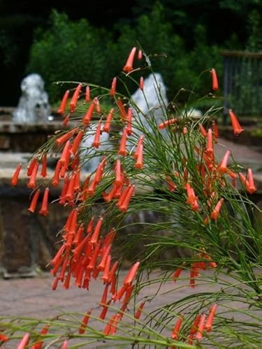 Generico Russelia – Pianta di petardo, cespuglio ricadente fiorito. Vaso 16cm. Fiore Rosso-Giallo (Arancione-Rosso)