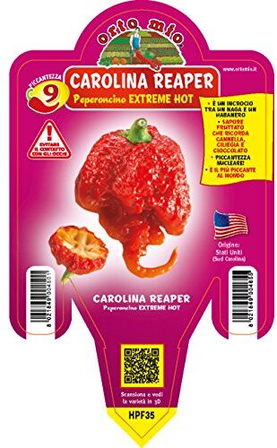 Mitac 1 PIANTA IN VASO Ø 14CM PEPERONCINO PICCANTISSIMO CAROLINA REAPER ORTOMIO