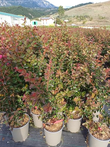 Vivaio di Castelletto Lagerstroemia indica rossa "Durant Red" pianta in vaso ø19 cm FOTO REALE