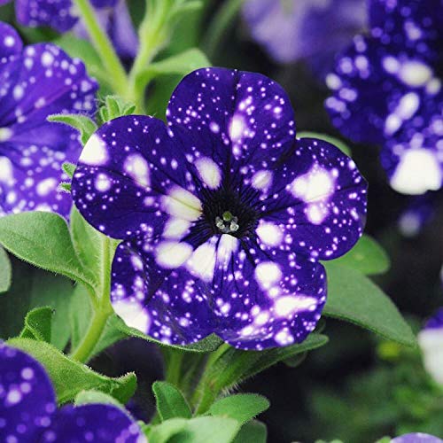 SVI Tacoli- Giardino Bonsai Petunia 'Night Sky Blue' Fiori, macchioline bianche 200pcs 'semi' contro l'intenso petali blu singolo petalo