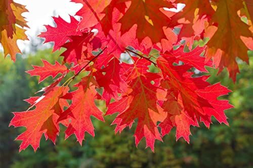 Vivaio di Castelletto Quercia rossa americana "Quercus rubra" quercia scarlatta pianta in vaso h. 50/80 cm