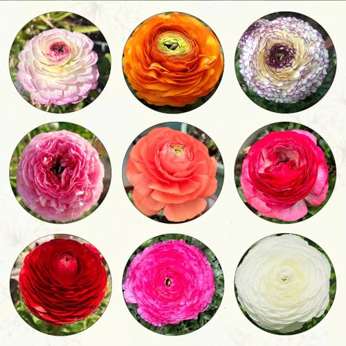 Generic 8 pezzi ranuncoli Bulbi fiori resistenti aconiti invernali Bulbi resistenti perenni Ranunculus japonicus tuberi idroponica decorazione per balcone piante resistenti all'inver per vasi va