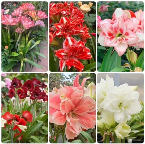 Generic 6 bulbi di amaryllis bulbi da fiore per giardi di erbe aromatiche, resistenti, Hippeastrum rutilum, fiori, svernanti, bulbi, piante in vaso resistenti, perenni, resistenti, fiori da giar