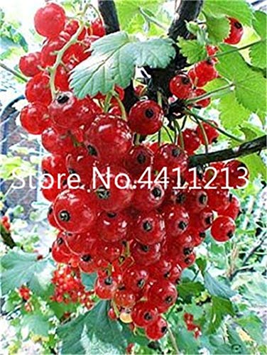 Bloom Green Co. Ribes rosso frutta pianta Panamericana Gooseberry Kimi Bonsai Lanterna frutta Albero 100 Pz paesaggio vegetale Casa & amp; Giardino: 22