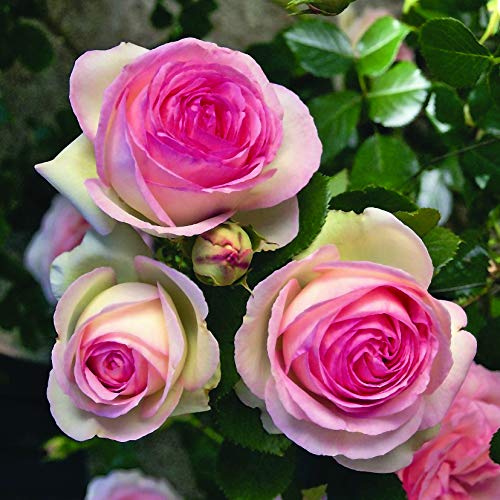 Rose Barni Pierre de Ronsard®,(o Eden Rose®) rosa in vaso di ®, pianta rampicante rifiorente a grandi fiori, h.raggiunta 3.5 metri, pianta resistente alle malattie, leggermente profumata, cod.16071