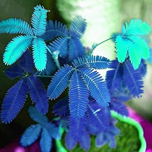 Benoon Semi Di Mimosa Pudica, 1 Borsa Semi Di Mimosa Pudica Semi Naturali Ad Alto Tasso Di Germinazione Blu Blu Mimosa Pudica Semi Per Giardino Blu 50 pz