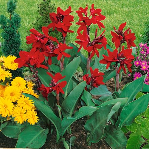 BAHELS Forte adattabilità.Lungo periodo di fioritura.Naturale,Facile da curare.Fiori ornamentali.Tuberi di giglio di cannabis.Canna indica Bulbi,Altezza fino a 2 metri-5 Bulbi-B