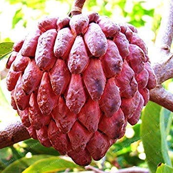 Generico PIANTA DI ANNONA ATEMOYA RED ISRAEL, ANNONA ROSSA foto reali h 160cm