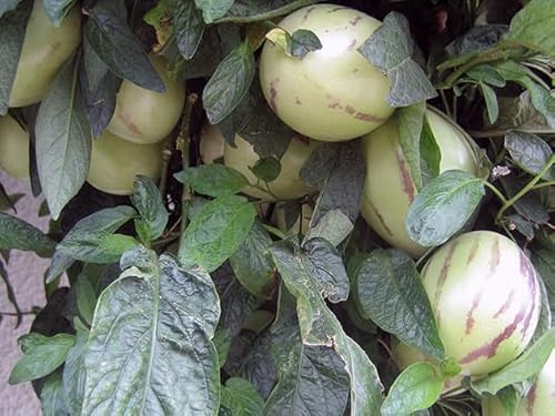 Generico SOLANUM MURICATUM, Pianta di Melone Pepino, vs16, frutto Pepino