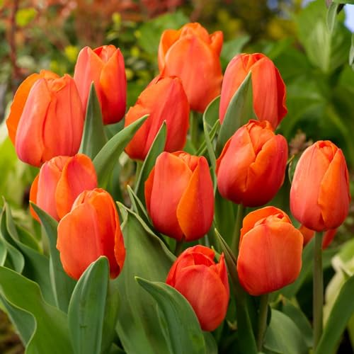 DUTCH BULBS EXCLUSIVE PLANTS FROM HOLLAND Bulbi di tulipano Singolo "Orange Passion" (25 bulbi) esclusivi tulipani arancioni dall'Olanda, resistenti e perenni per giardino, vasi, balcone da Amsterdam (bulbi grandi, senza semi)