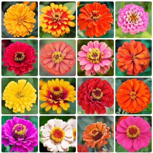 Generic 50 Pezzi Di Semi Di Zinnia Perenni, Semi Di Fiori Da Balcone, Piante In Vaso Resistenti Semi Di Zinia Zinnia Elegans Piante Rare, Decorazione Del Soggior Piante Da Appartamento Purific