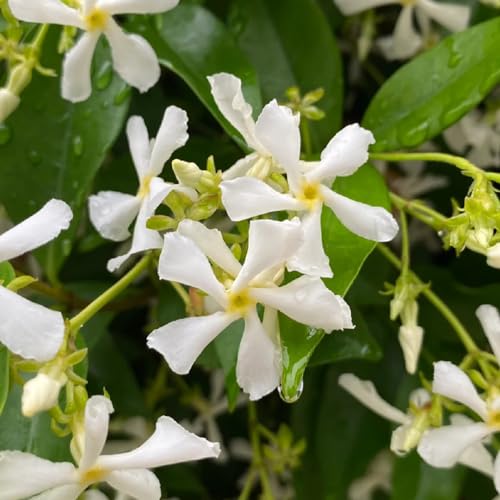 Generic 50 pezzi di semi resistenti al gelsomino stellato, piante resistenti per balcone, piante perenni resistenti per pieno sole, Trachelospermum jasminoides, semi di prato fiorito, piante rampicanti a