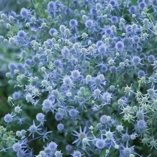 WJKWY-Q 25 pezzi di semi di cardo blu semi di piante d'appartamento, piante perenni resistenti, Eryngium planum, semi di bonsai, semi di prato, semi di prato di fiori selvatici, semi di fiori pere