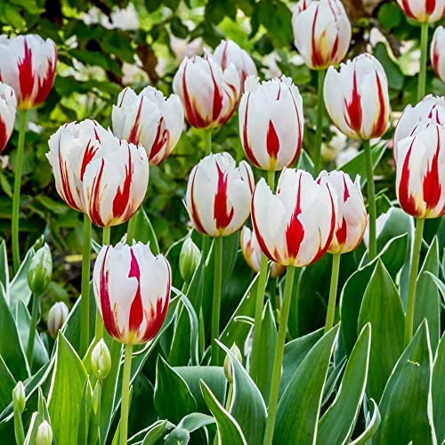 BRKENT Bulbi Tulipani Di Fiori Perenni Rustici Tulipani Esotici Fiori Decorazione Ornamentali Bulbi Piante Da Balcone Fioriere Da Giardi Mazzo Di Fiori Da Giardi 5 Bulbi Di Tulipa Rosso Bianco