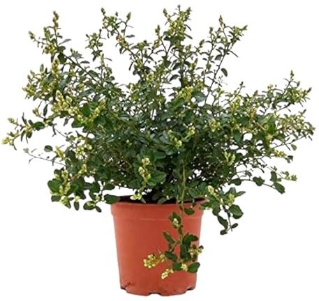 Generico Pianta di CEANOTHUS Lillà della California FIORE BLU TAPPEZZANTE SIEPE vaso17 AMDGarden