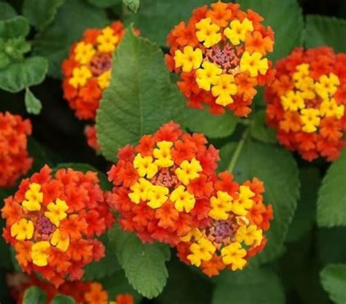 Generic 30 Semi di Lantana, Bandiera Spagnola, Fiore Sanguigno (Lantana Camara)