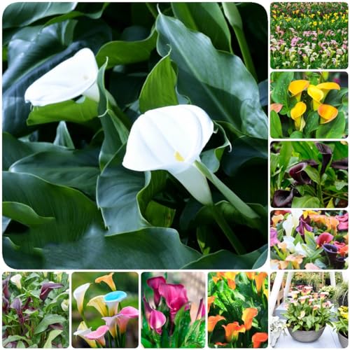 Generic 8 bulbi di fiori di calla bulbi invernali, calle perenni resistenti, Zantedeschia aethiopica, bulbi a fioritura precoce, pianta da balcone, piante da giardi, resistenti