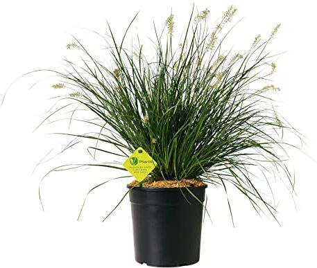 Plantì PENNISETUM Piante da siepe sempreverde, Pianta da esterno longeva e versatile con forma a fontana Diametro vaso 19 cm (Pennisetum Little bunny)