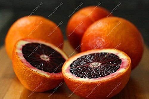 SVI 20 arancio semi di arance rosse di mandarino albero NO-OGM rari semi di alberi da frutta da piantare giardino di casa
