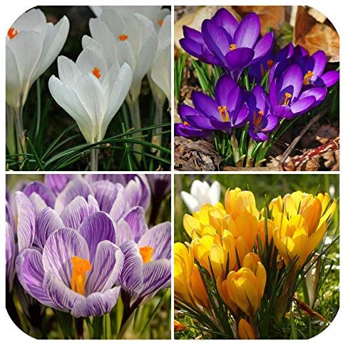 Generic 100 Crocus Mix viola/giallo/blu/bianche ietà etichettati BULBI