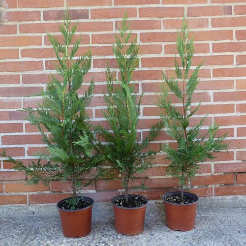 Generico Cupressocyparis leylandii, 24 piante con altezza 100/120, vaso Ø18, per una siepe lunga da 12 a 16 metri Cipresso di Leyland