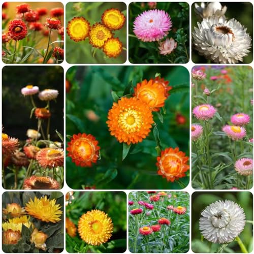 Generic 300 pezzi semi di piante di fiori di paglia regali da giardi per donne, Xerochrysum bracteatum, semi di aiuole rialzate piante da balcone piante da giardi perenni resistenti piante da