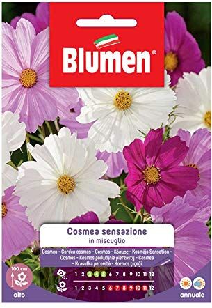 Blumen SEMI COSMEA SENSAZIONE MIX  SEMENTI FIORI