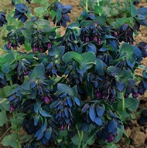 PLAT FIRM SEMI DI GERMINAZIONE: Cerinthe Graines Blu gamberetti Honeywort 50 graines MASSE