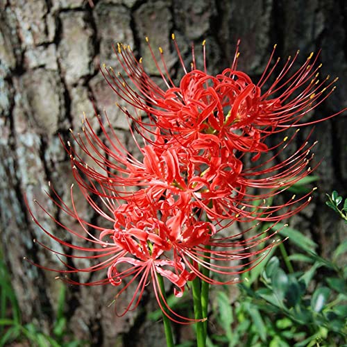 WJKWY-Q Giglio di rag rosso bulbi lycoris radiata bulbi Hardy Perenni Copertura del terre Piante resistenti per giardi Piante da giardi fiori perenne Bulbi Piante Regalo -6