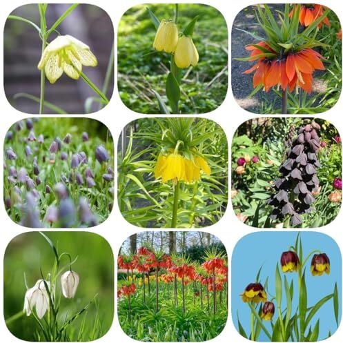 Generic 22 pezzi tuberi corona imperiale perenni aiuola rialzata balcone bulbi a fioritura primaverile Bulbi Bulbi corona imperiale, fritillaria, piante da balcone resistenti giardinaggio urba p