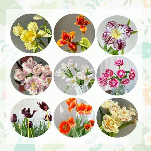 Generic 15 bulbi di tulipani, perenni resistenti, bulbi di tulipani selvatici, soggiorno decorativo, piante idroponiche acquista bulbi di tulipani Tulipa gesneriana regali insoliti piante in vaso