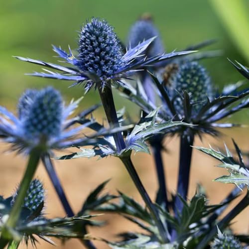 Generic 300 pezzi semi di piante di cardo blu semi di prato di fiori selvatici perenni, Eryngium planum, prato di fiori da ufficio decorativo semi di fiori estivi semi di piante prato di farfalle