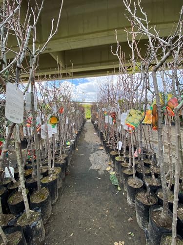 Generico Piante da frutto in fitocella, età 2 anni, altezza 150 cm Alberi da frutto