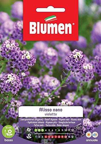 Blumen Bustina Con Semi Di Alisso Violetto Nano