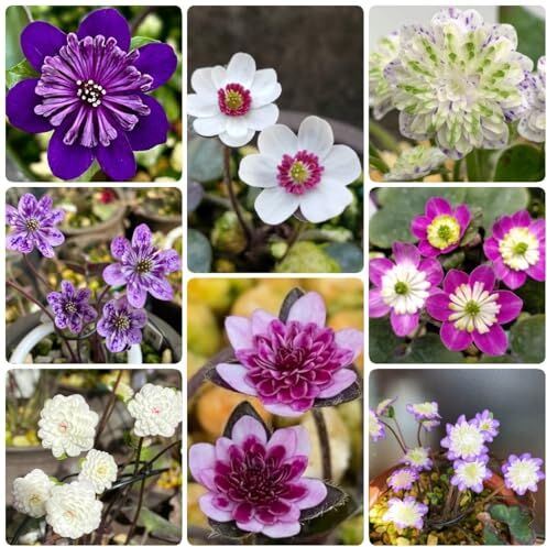 Generic 300 Pezzi Di Semi Di Hepatica Semi Di Pascolo Per Api Perenni, Piante Da Balcone Resistenti, Hepatica bilis, Regalo Da Giardi, Mix Di Semi Di Fiori, Fiori Di Campo, Decorazione Del Gia