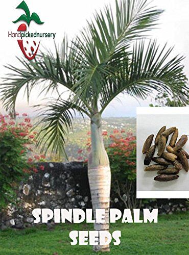 PLAT FIRM Germinazione dei semi: 10 semi mandrino di palma, (Hyophorbe verschaffeltii) da Nursery raccolte a mano