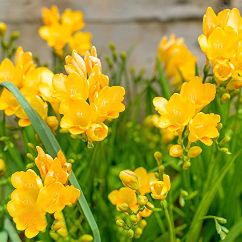 BRKENT Bulbi Di Fresia Bulbi Di Fiori Freschi Piante Perenni Rustiche Da Giardi Fiori Da Balcone Decorazione Piante Esotiche Fiori Da Giardi Piante Rustiche In Vaso 3 Bulbi Di Fresia Giallo