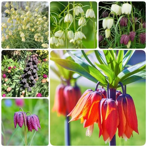 Generic Acquista 10 pezzi di cipolle a corona imperiale aiuola rialzata bulbi a fioritura primaverile a corona imperiale tuberi cipolle, fritillaria, bulbi di piante d'appartamento piante da balco