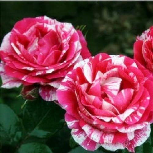 Zumari Nuovi 50pcs Rose Flower semi rosa bianco