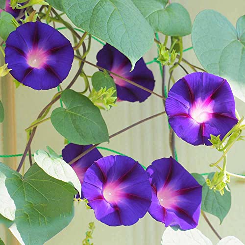 Generic Ipomea Rampicante Semi, Fiori Primaverili Piante Semi Di Fiori Perenni Orticole Di Qualità Mazzo Di Fiori Per Giardi Domestico Buon Regalo Giardi Balcone 50 Pezzi (Viola)