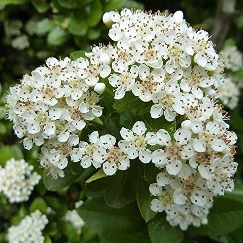 Generico Pianta di PYRACANTHA piracanta rosso bacche rosse RAMPICANTE fiore bianco FOTO REALE AMDGarden