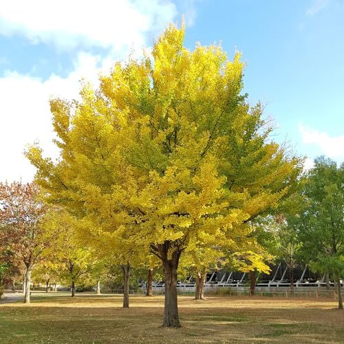 BRKENT 30 Pezzi Semi Di Albero Di Ginkgo, Regali Per Gli Amanti Del Giardinaggio (Ginkgo Biloba) Alberi Piante, Piante In Vaso Resistenti Semi Di Alberi, Piante Alberi Resistenti Giardi Pianta D'