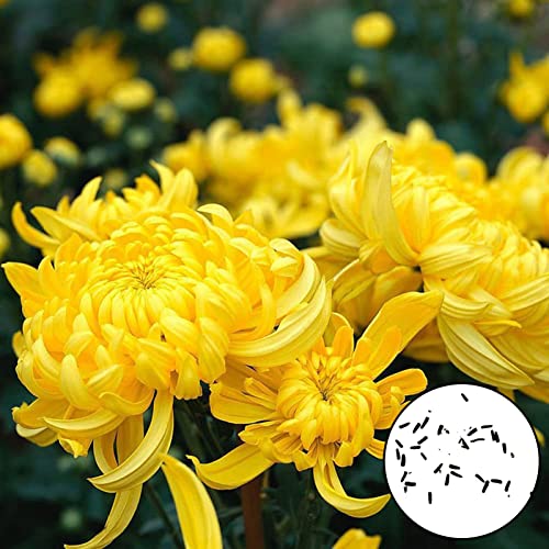 Wilitto Semi di crisantemo giallo 300 pezzi Semi di fiori Produttivi Non OGM Attraenti Semi di Crisantemo Giallo Naturale Accessori da Giardino Giallo