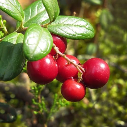 Generico Pianta MIRTILLO STEVENS ROSSO frutti di bosco in vaso 16/18 cm h30cm FOTO REALE AMDGarden