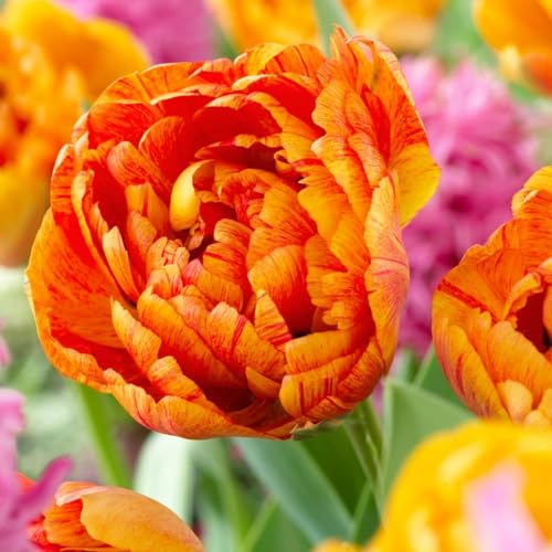 DUTCH BULBS EXCLUSIVE PLANTS FROM HOLLAND Bulbi di tulipano Double "Orange Passion" (20 bulbi) esclusivi tulipani arancioni dall'Olanda, resistenti e perenni per giardino, vasi, balcone da Amsterdam (bulbi grandi, senza semi, non artificiali)
