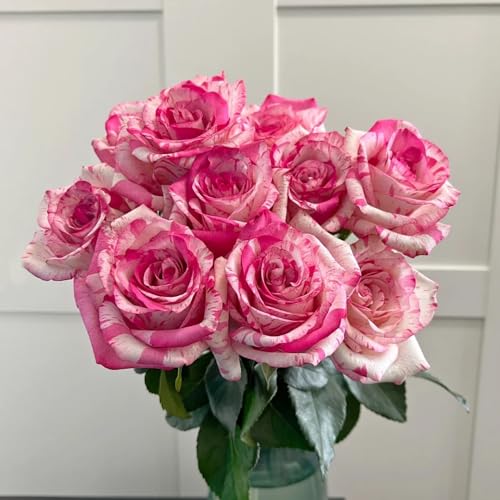 Generic 50 pezzi di semi di rosa rosa da piantare semi di rosa rari semi di fiori semi di bonsai, piante da giardino roccioso resistenti, semi di rosa piante esotiche, semi di piante da appartamento