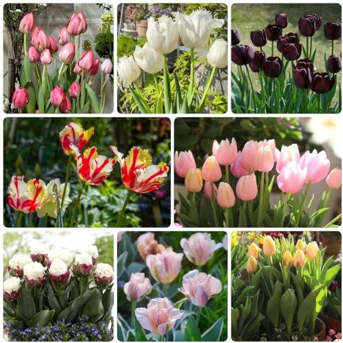 Generic 50 Pezzi Di Fiori Semi Di Tulipa, Fiori Da Giardi, Semi Di Piante D'Appartamento (Tulipa Gesneriana) Fiori Da Balcone, Regali Da Giardi Per Donne Semi Di Pascolo Per Api Perenni, Regal