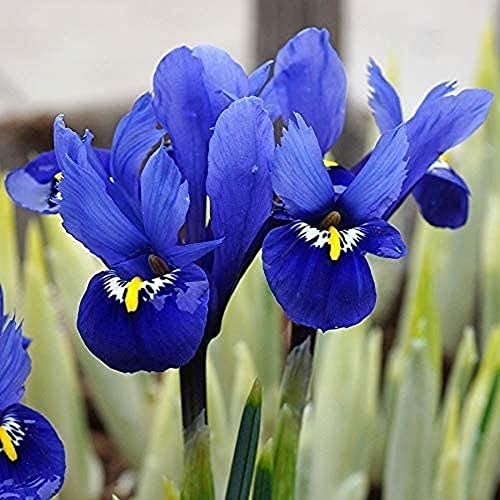 BSptyy 3 Pezzi Iris Bulbi Incredibili Fiori Di Iris Blu Riproduco La Bellezza Delle Lampadine A Fioritura Primaverile Del Balcone Di Casa