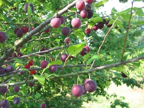 Generico Pianta di Prugna Ciliegia in vaso o fitocella